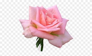Rose Bunch Pink Free Vector Graphic On Pixabay,flower - Roses
