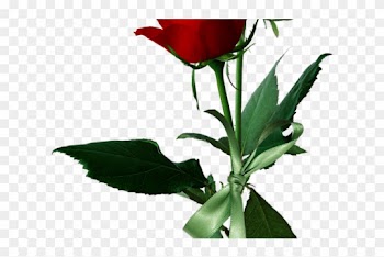 Rose Bush Clipart Rosal - Rose