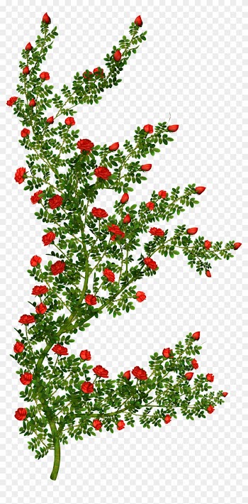 Rose Bush Clipart - Rose Bush Clipart Transparent