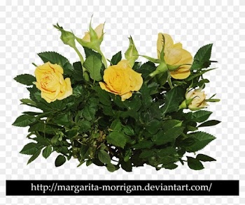 Rose Bush Clipart Shrub Plan - Yellow Rose Bush Png