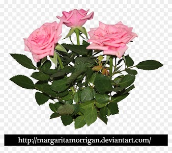 Rose Bush Clipart Transparent - Pink Rose Plant Png