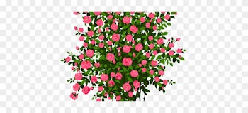 Rose Bush Clipart Transparent - Rose