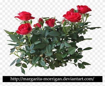 Rose Bush Clipart Transparent - Shrub Roses Png