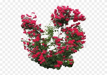 Rose Bush Png Download - Climbing Red Rose Png