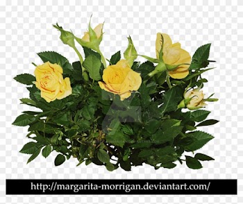 Rose Bush Png Download - Yellow Rose Bush Png