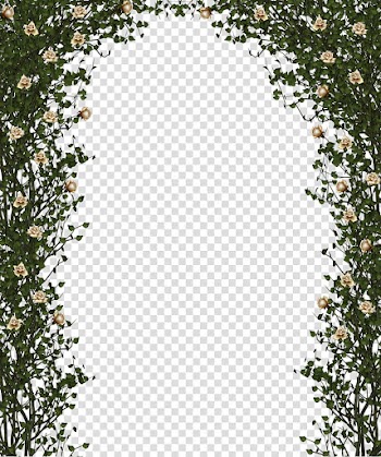 Rose Bush, white roses transparent background PNG clipart