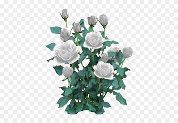 Rose Bush White - White Rose Bush Png