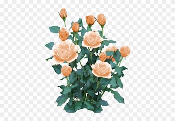 Rose Bush White - Yellow Rose Bush Png