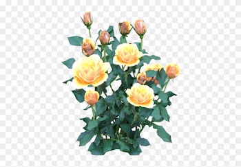 Rose Bush Yellow - Yellow Rose Bush Png