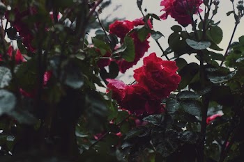Rose Bushes In Bloom