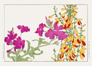 Rose campion flower woodblock painting | Free Photo Illustration - rawpixel