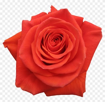 Rose Cayenne - Garden Roses