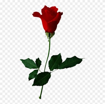 Rose Clip Art