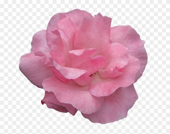Rose Clip Art Black And White Border Download - Rose