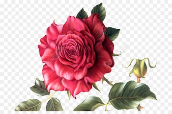 Rose Clip art Flower Drawing Portable Network Graphics - domina 