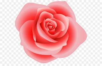 Rose Clip art - Large Red Rose Clipart 