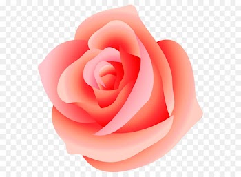 Rose Clip art - Large Rose PNG Picture 