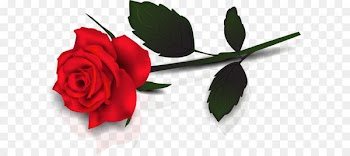Rose Clip art - Lovely Transparent Red Rose Clipart 