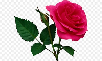 Rose Clip art - Pink Large Rose and Rose Bud PNG Clipart 