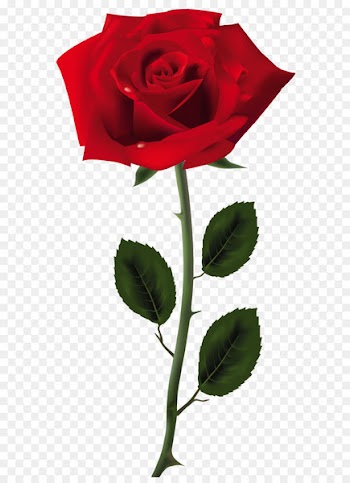 Rose Clip art - Red Rose PNG Art Picture 