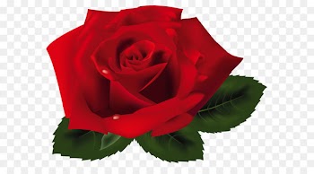 Rose Clip art - Red Rose PNG Clipart 