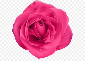Rose Clip art - Rose Pink Transparent PNG Clip Art 