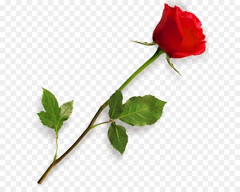 Rose Clip art - Rose PNG HD 