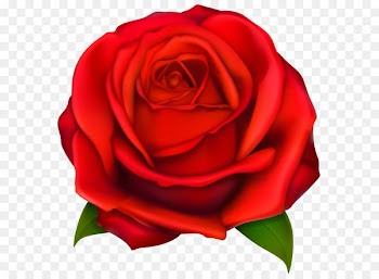 Rose Clip art - Transparent Red Rose PNG Clipart 