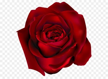 Rose Clip art - Transparent Red Rose PNG Clipart Picture 