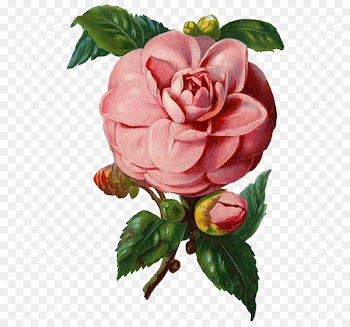 Rose Clip art - vintage flowers 