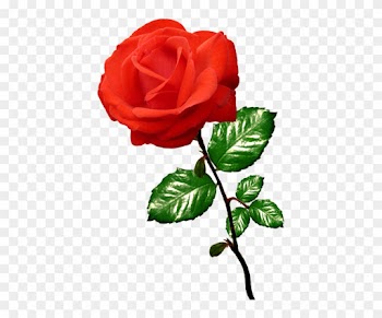 Rose Clipart - Clipart Of A Rose