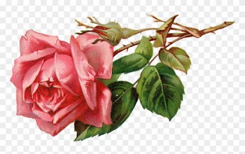 Rose Clipart Flower Bud - Pink Vintage Rose Png