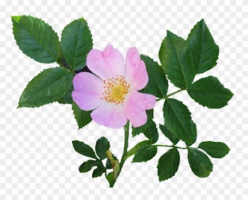 Rose Clipart - Flower With Leaves Png