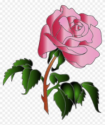 Rose Colors - Rose