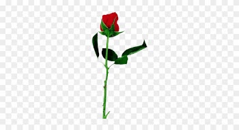 Rose Comments, Graphics - Single Rose