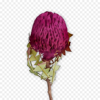 Rose Cut flowers Purple Family M Invest d.o.o. -  