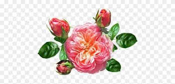 Rose, David Austin, Summer, Bloom - Rose
