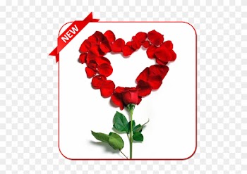 Rose Day Images For Wife