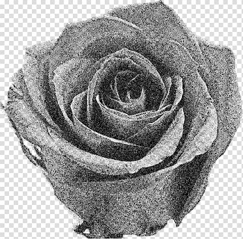 Rose Desktop , rose transparent background PNG clipart