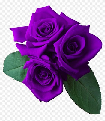 Rose Desktop Wallpaper Clip Art - Transparent Background Rose Pic Art