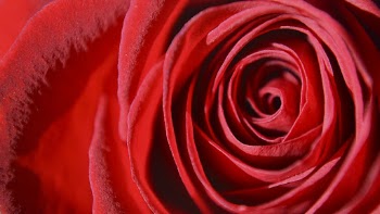 Rose desktop wallpaper, flower high | Free Photo - rawpixel