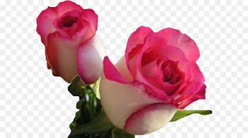 Rose Desktop Wallpaper Flower Image Pink - rose 