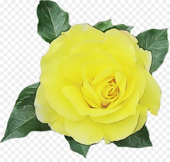Rose, Desktop Wallpaper, Yellow, Flower, Flowering Plant PNG