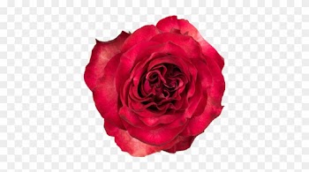 Rose Diabolo