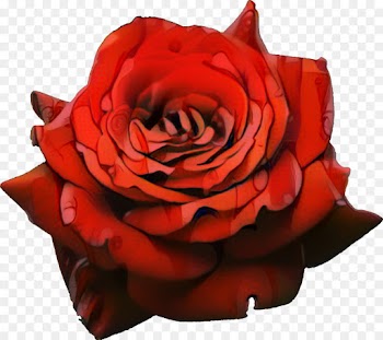 Rose, Download, Desktop Wallpaper, Garden Roses, Red PNG