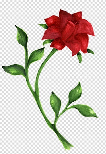 Rose Drawing Desktop , watercolor rose transparent background PNG clipart