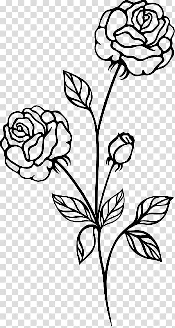 Rose Drawing Shrub , rose transparent background PNG clipart