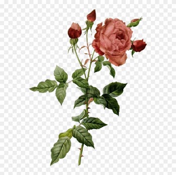 Rose Et Boutons - Peter Joseph Redoute Roses