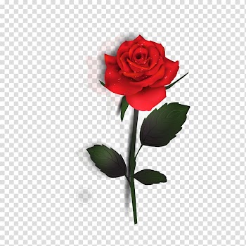 Rose Euclidean , Rose transparent background PNG clipart