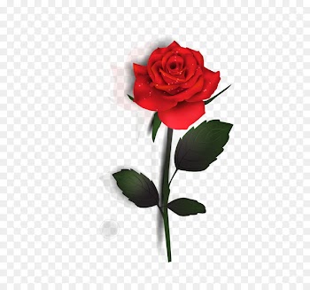 Rose Euclidean vector - Rose 